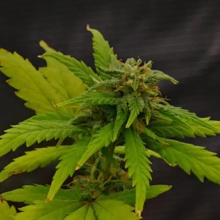 FastBuds | Apricot Auto l VGrow