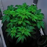 3 Bears OG | Mephisto Genetics
