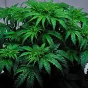 3 Bears OG | Mephisto Genetics