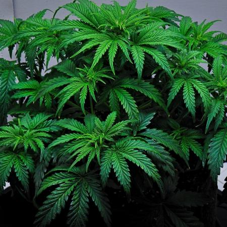 3 Bears OG | Mephisto Genetics