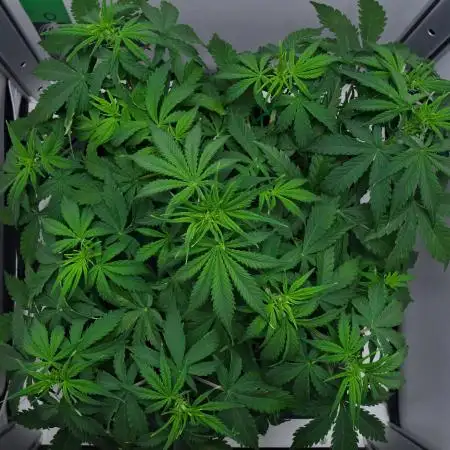 Strawberry Cake Auto | Ganja Farmer
