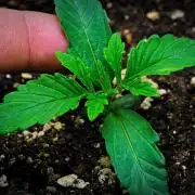 Jelly Donutz Auto