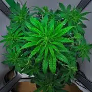 3 Bears OG | Mephisto Genetics