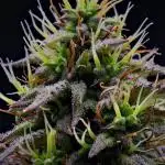 Divine Seeds | Auto Candy l VGrow