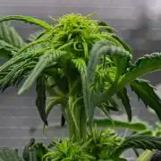 Sticky Broccoli Auto | Eternity Grow Cup