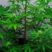 Cinderella | Fastbuds