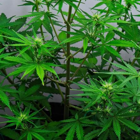 Cinderella | Fastbuds