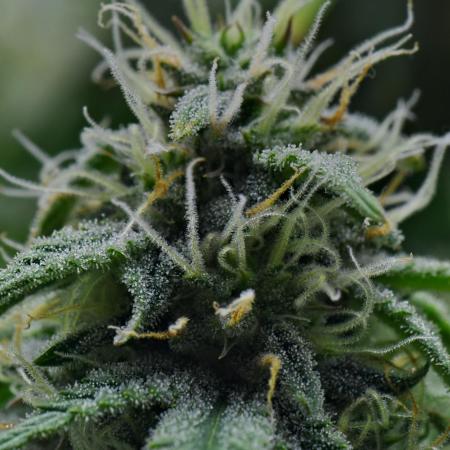 Strawberry Cake Auto | Ganja Farmer