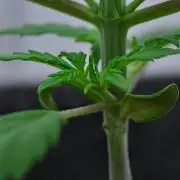 Cinderella | Fastbuds