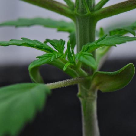 Cinderella | Fastbuds