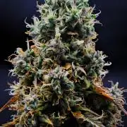 Cinderella | Fastbuds