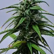 Cinderella | Fastbuds