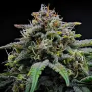 Jealousy Marker Auto | Ganja Farmer