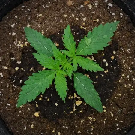 Strawberry Cake Auto | Ganja Farmer