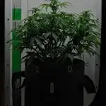 Strawberry Cake Auto | Ganja Farmer