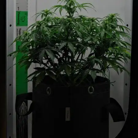 Strawberry Cake Auto | Ganja Farmer