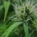 Strawberry Cake Auto | Ganja Farmer