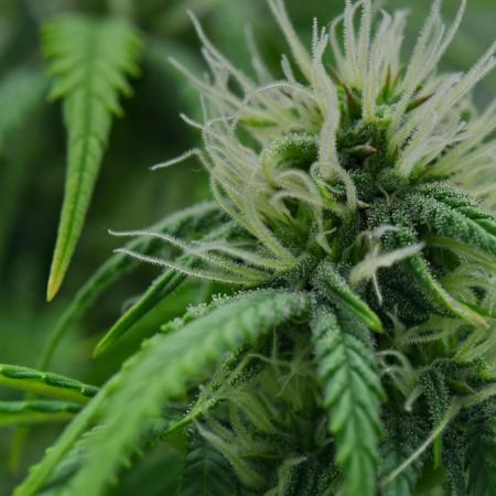 Strawberry Cake Auto | Ganja Farmer