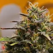 Skywalker OG Runtz/Gelato ✮✮✮