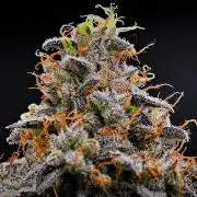 3 Bears OG | Mephisto Genetics