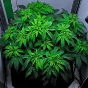 Jelly Donutz Auto