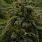 Strawberry Cake Auto | Ganja Farmer