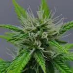 Strawberry Cake Auto | Ganja Farmer