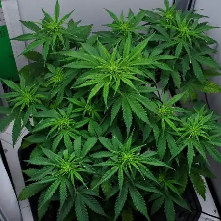 Strawberry Cake Auto | Ganja Farmer