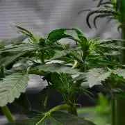 Sticky Broccoli | Eternity Grow Cup