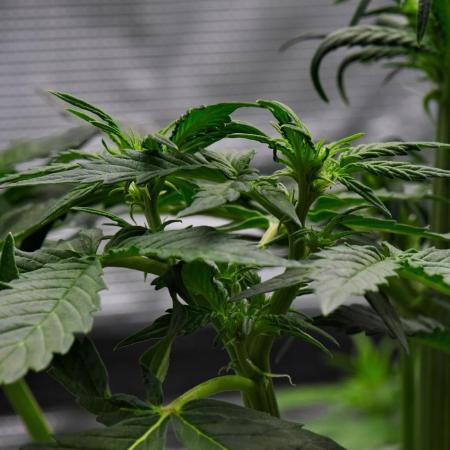 Sticky Broccoli | Eternity Grow Cup