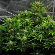 Guava Runtz Auto | Fastbuds