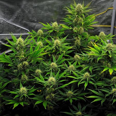 Guava Runtz Auto | Fastbuds