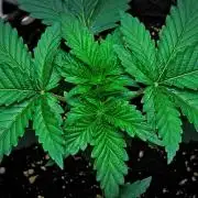 3 Bears OG | Mephisto Genetics