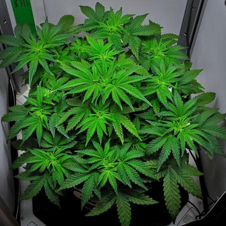 Mendo Cherry Cookies Auto | Fastbuds