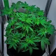 Mendo Cherry Cookies Auto | Fastbuds