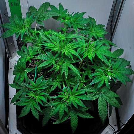 Mendo Cherry Cookies Auto | Fastbuds