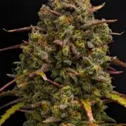 Skywalker OG Runtz/Gelato ✮✮✮