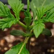 Sticky Broccoli | Eternity Grow Cup