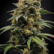 Mendo Cherry Cookies Auto | Fastbuds