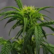 Sticky Broccoli Auto | Eternity Grow Cup