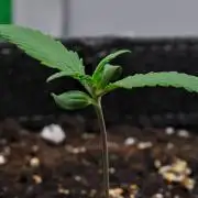 Cinderella | Fastbuds