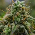 Strawberry Cake Auto | Ganja Farmer