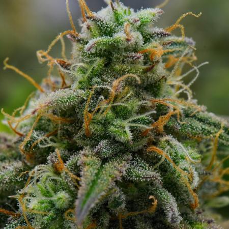 Strawberry Cake Auto | Ganja Farmer