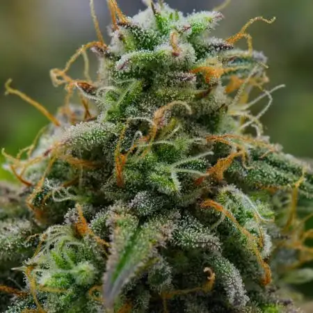 Strawberry Cake Auto | Ganja Farmer