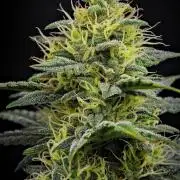 Mendo Cherry Cookies Auto | Fastbuds