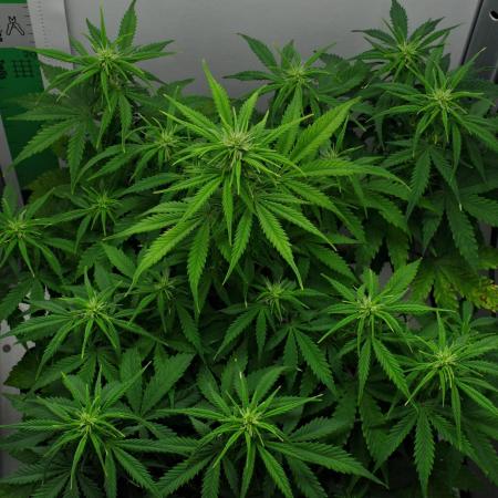 Strawberry Cake Auto | Ganja Farmer