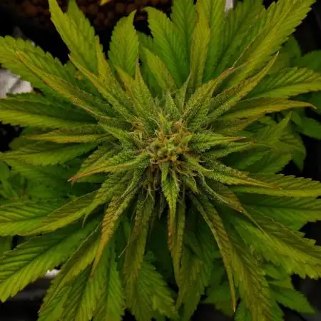 Cherry Cola & Banana Purple Punch