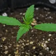 Cinderella | Fastbuds