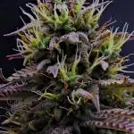 Divine Seeds | Auto Candy l VGrow