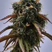 Cinderella | Fastbuds